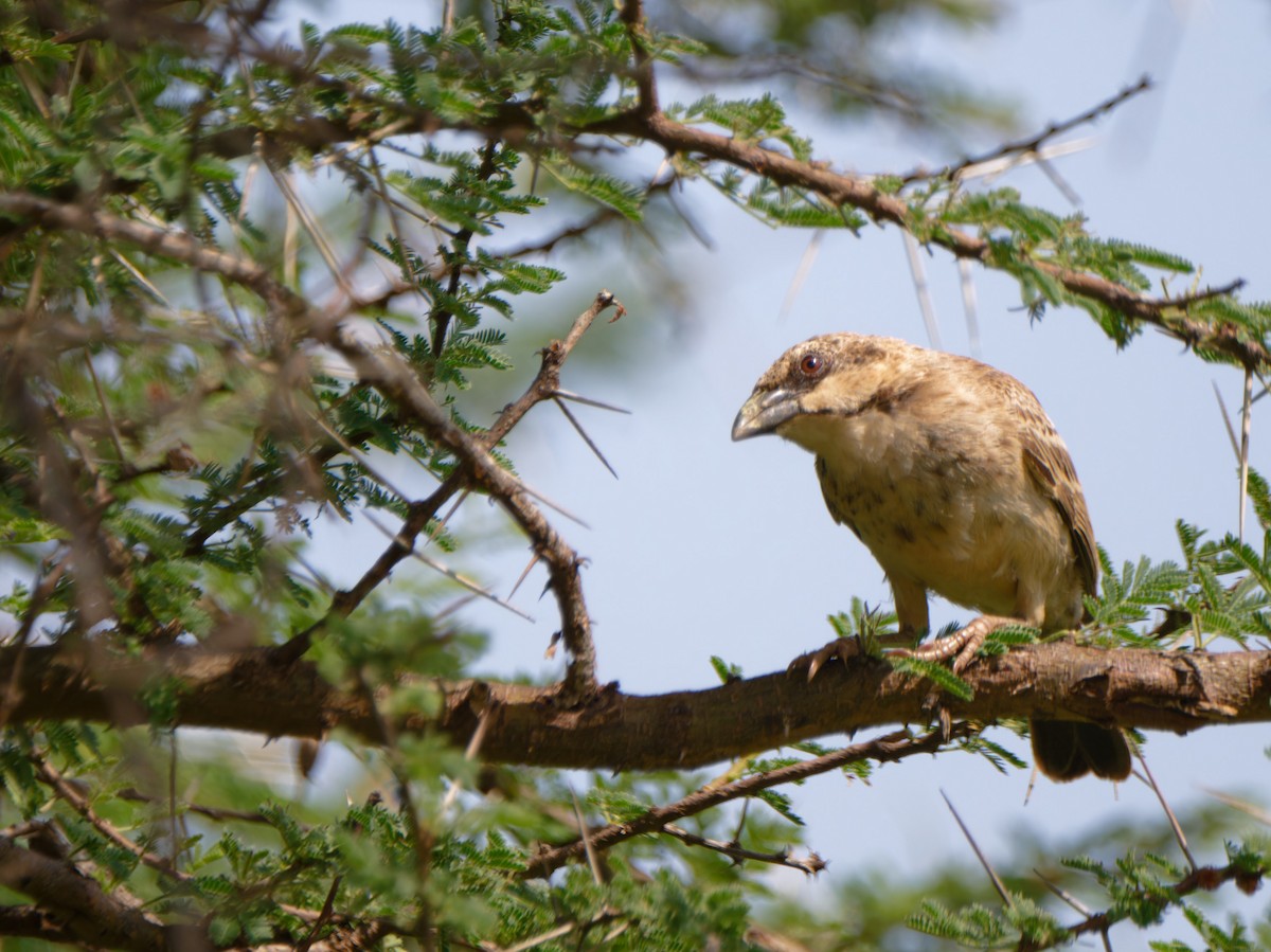 Donaldson Smith's Sparrow-Weaver - ML612250060