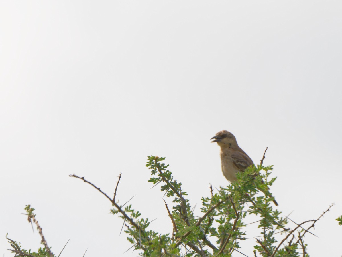 Donaldson Smith's Sparrow-Weaver - ML612250061