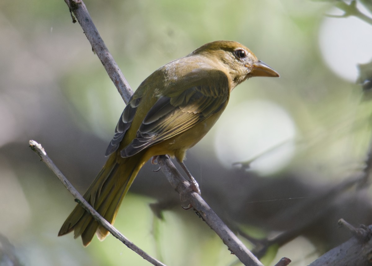 Summer Tanager - Michiel Oversteegen