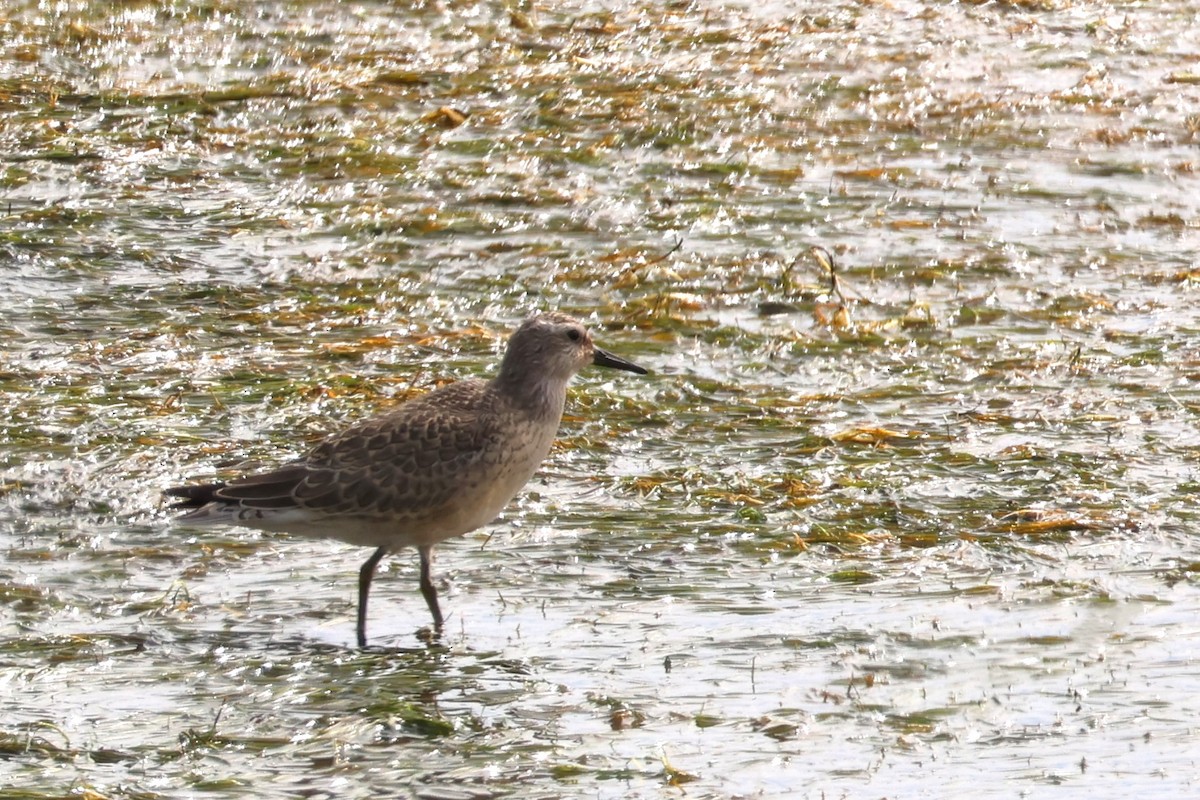 Red Knot - ML612250287