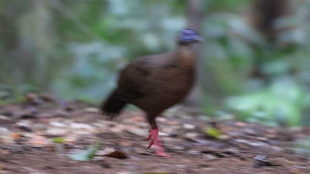 Bulwer's Pheasant - ML612250334