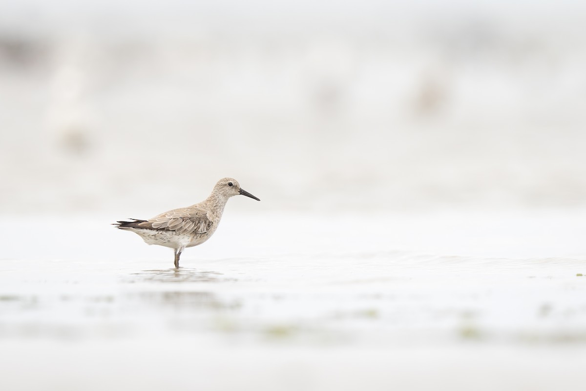 Red Knot - ML612250397