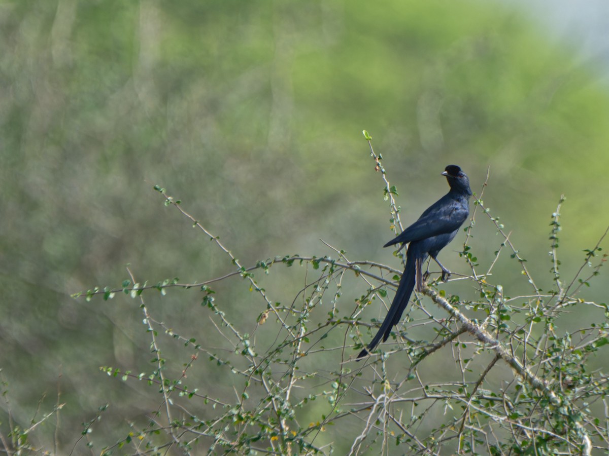 Bristle-crowned Starling - Alan Van Norman