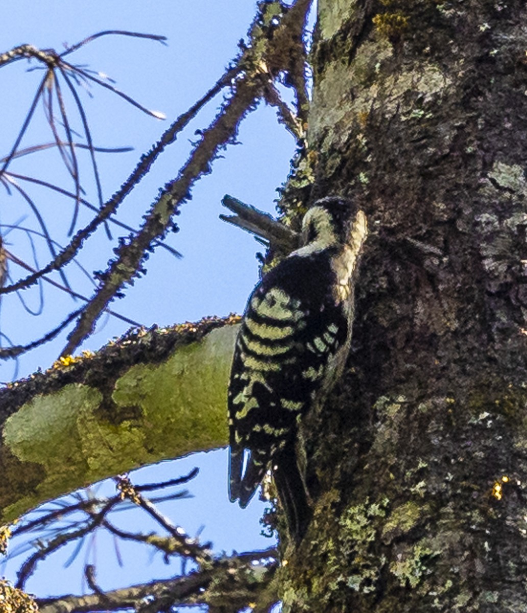 Gray-capped Pygmy Woodpecker - ML612250433