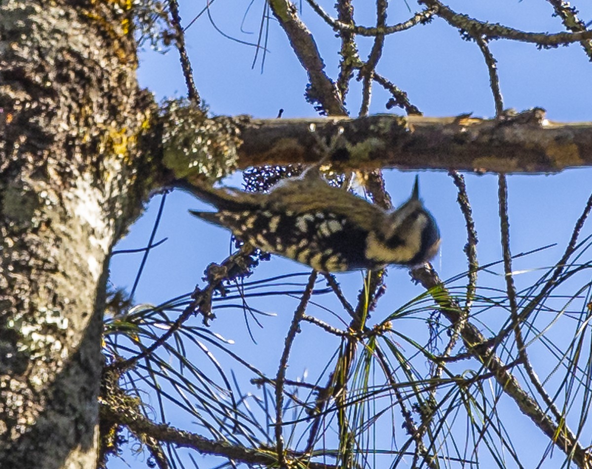 Gray-capped Pygmy Woodpecker - ML612250436