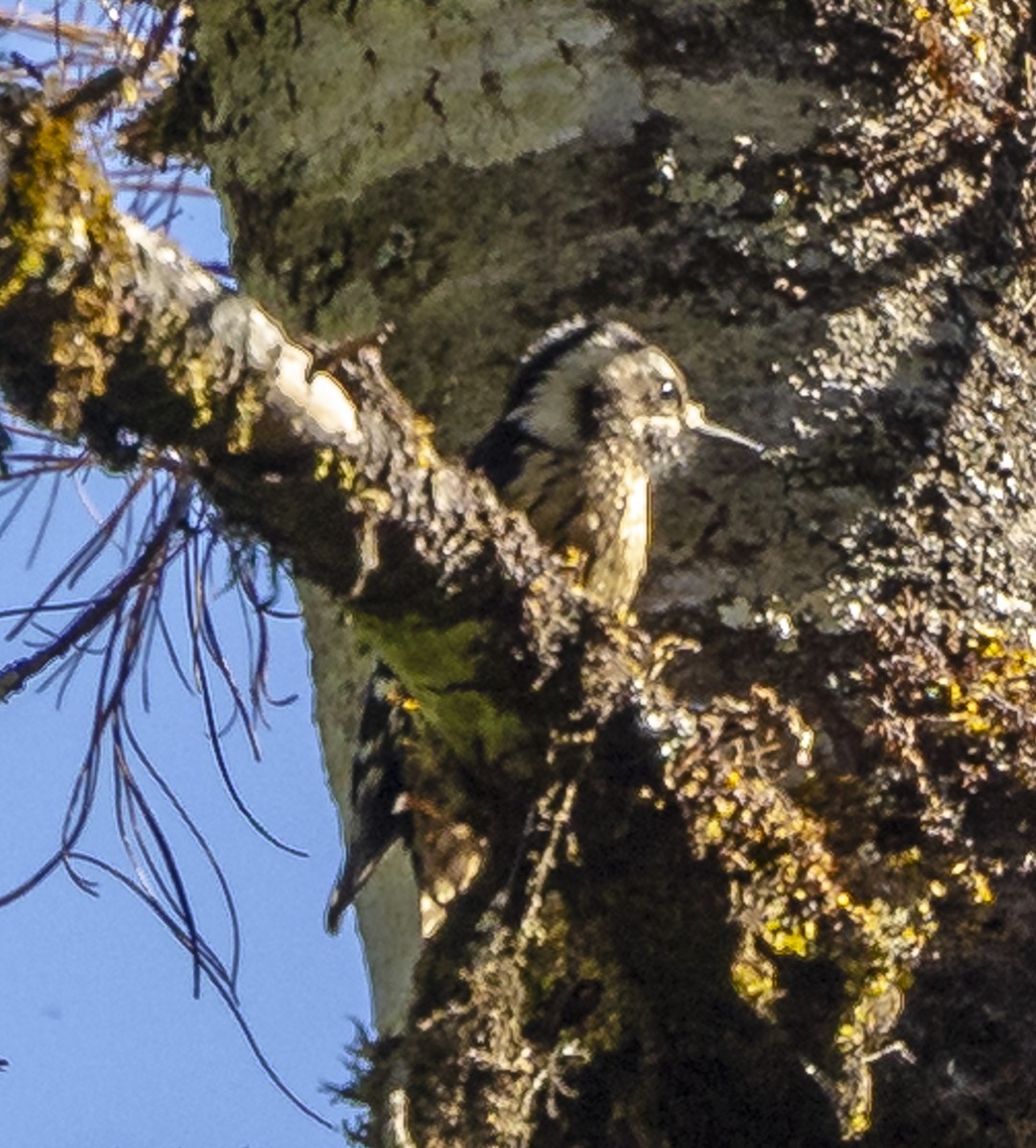 Gray-capped Pygmy Woodpecker - ML612250438