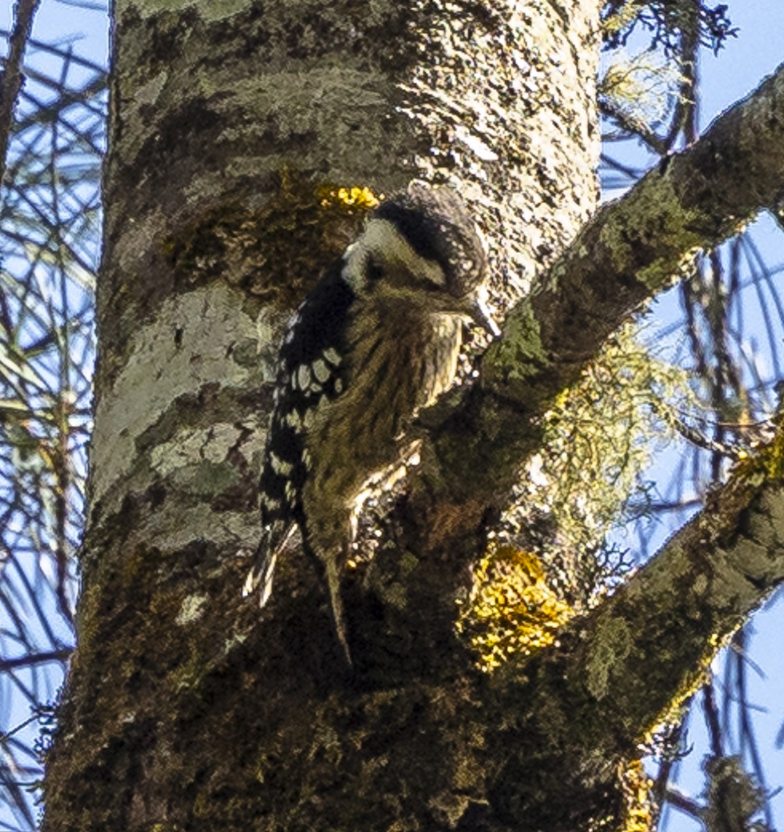 Gray-capped Pygmy Woodpecker - ML612250443
