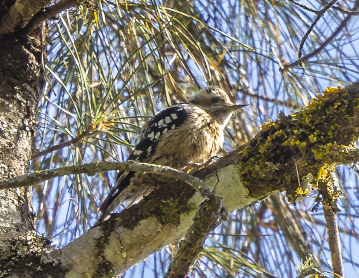 Gray-capped Pygmy Woodpecker - ML612250453