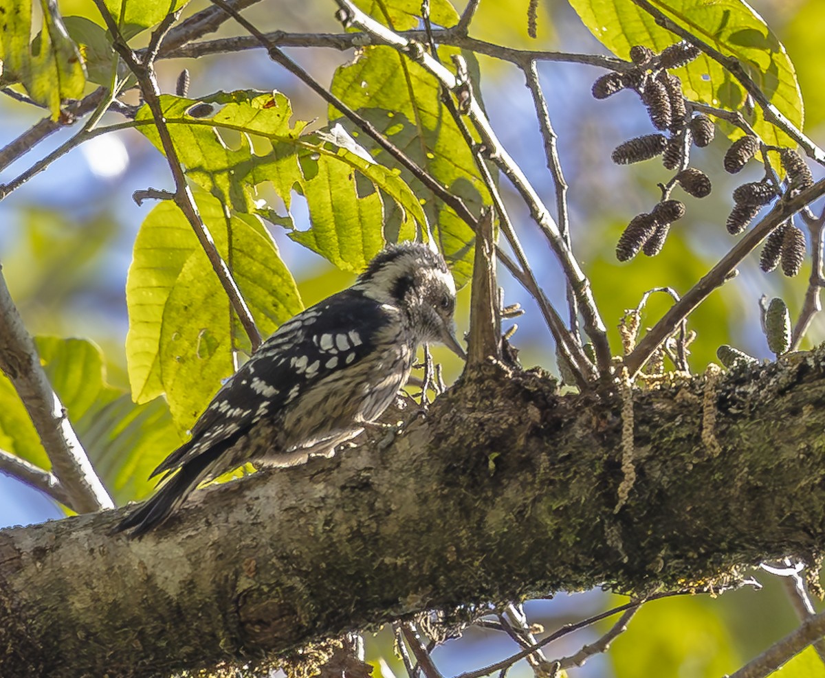 Gray-capped Pygmy Woodpecker - ML612250466