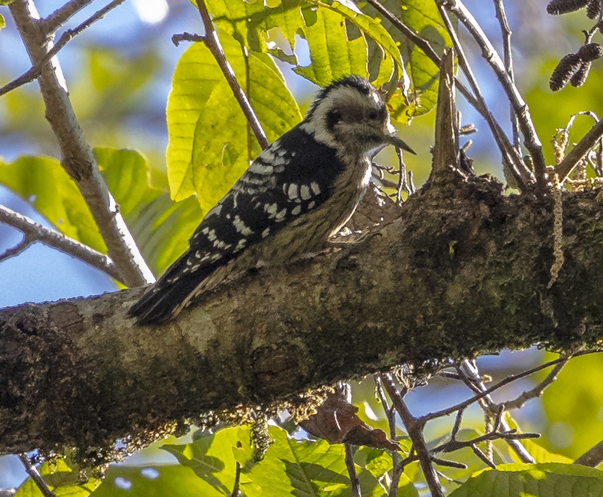 Gray-capped Pygmy Woodpecker - ML612250481