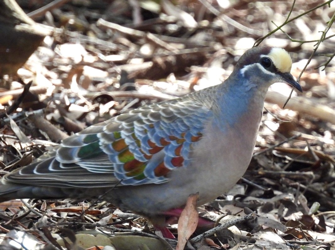 Common Bronzewing - ML612250485