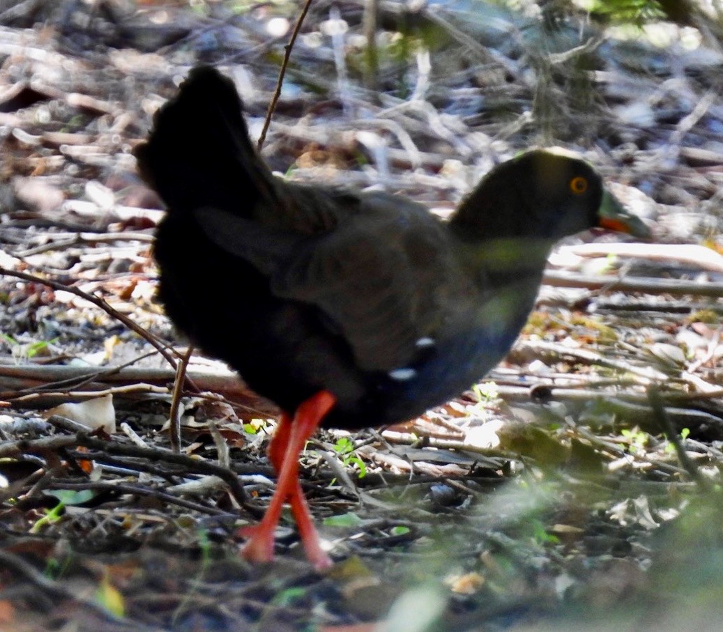 Black-tailed Nativehen - ML612250493