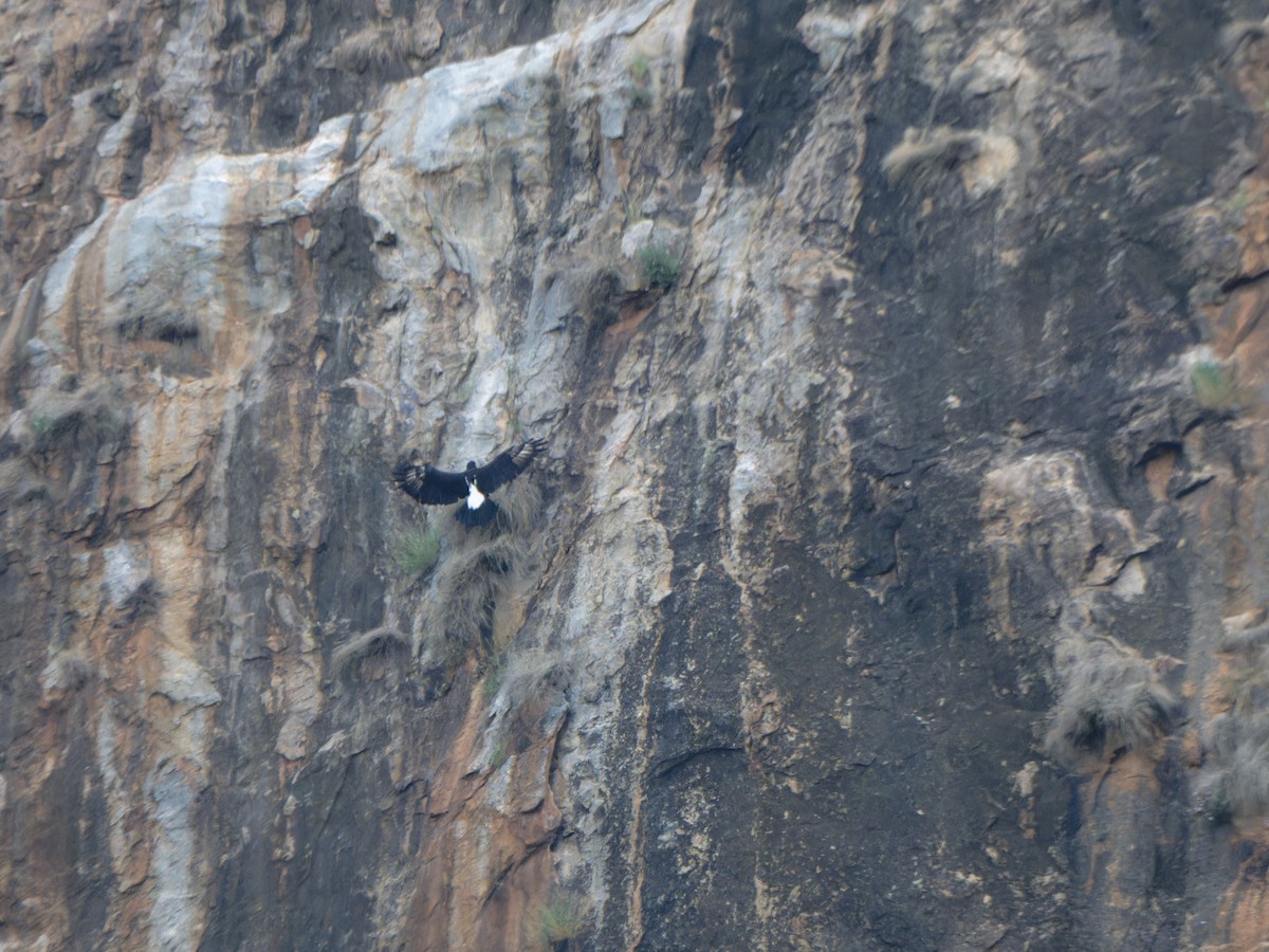 Verreaux's Eagle - Alan Van Norman