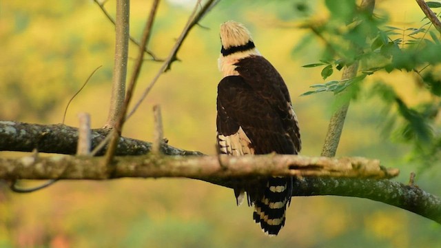 Laughing Falcon - ML612250530