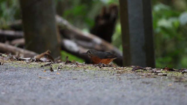 Everett's Thrush - ML612250531