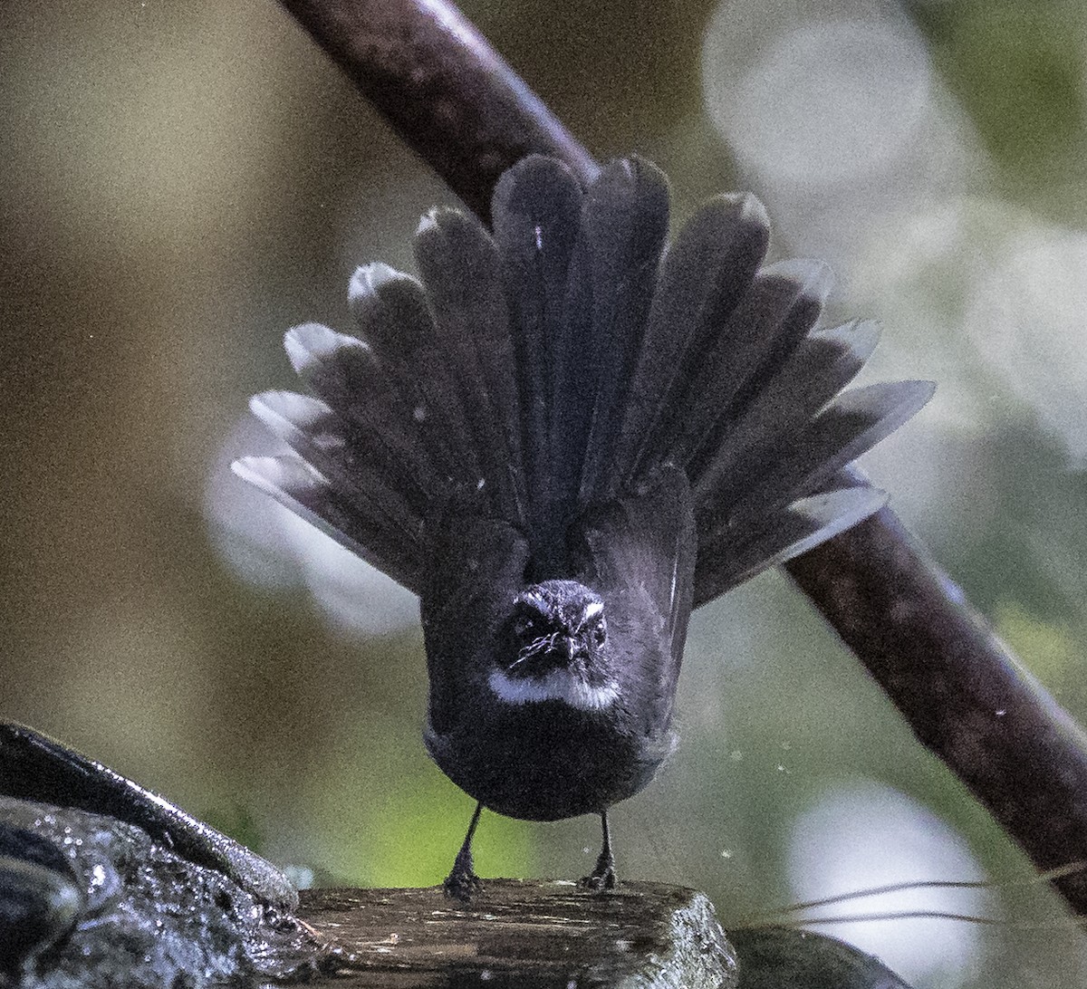 White-throated Fantail - ML612250544