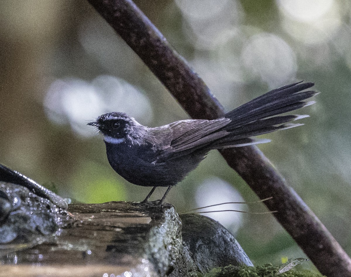 White-throated Fantail - ML612250546