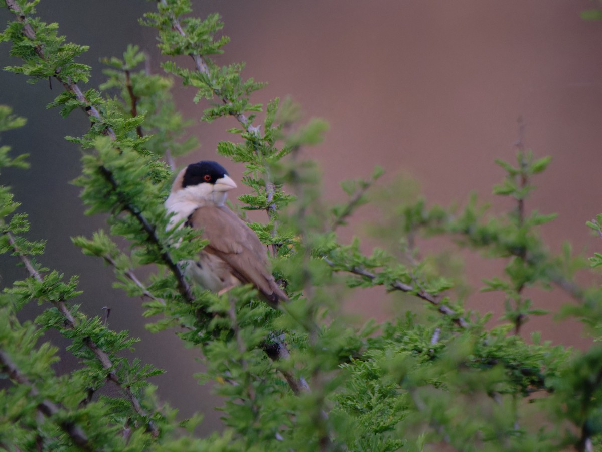 Black-capped Social-Weaver - ML612250548