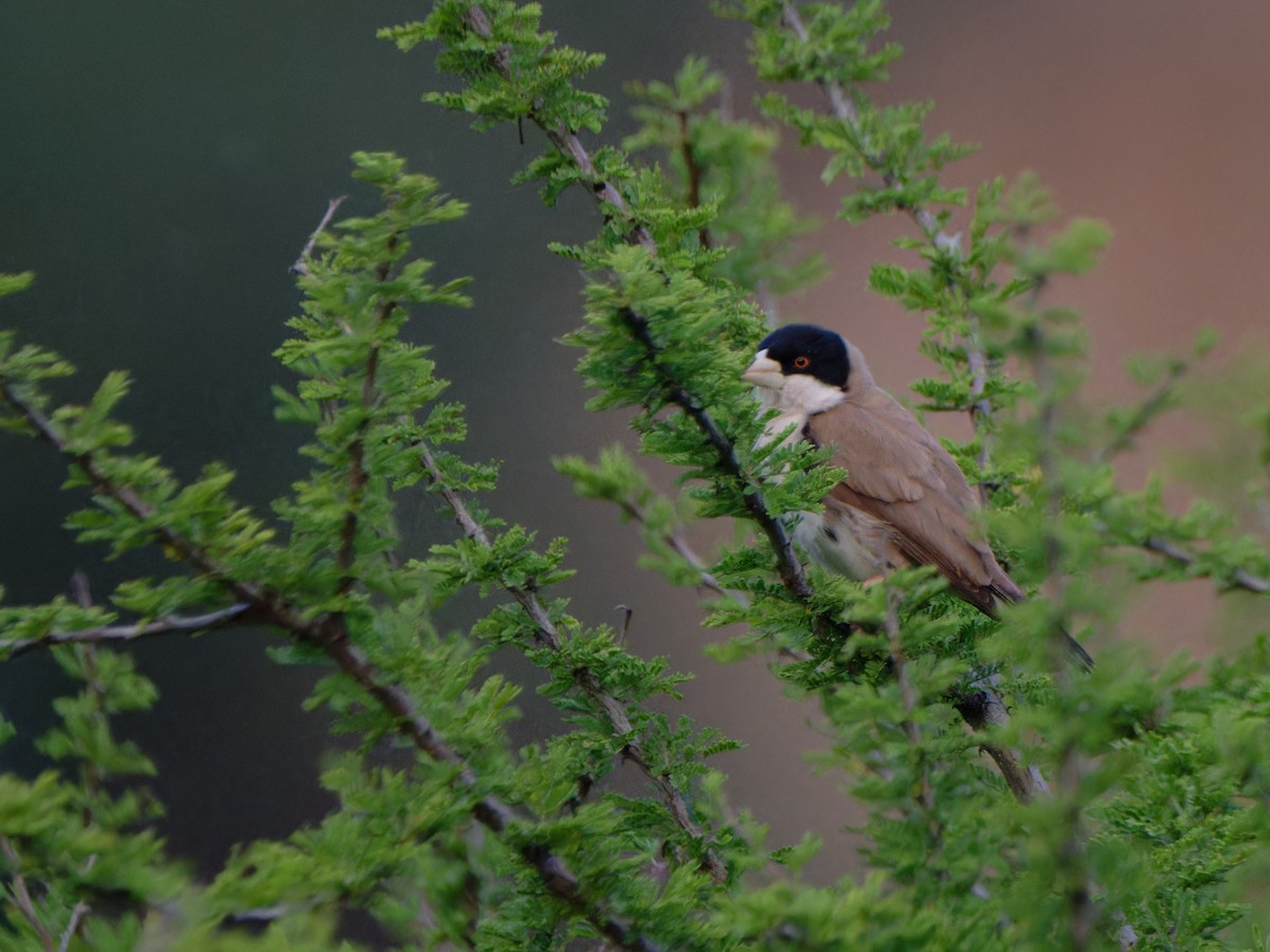 Black-capped Social-Weaver - ML612250550