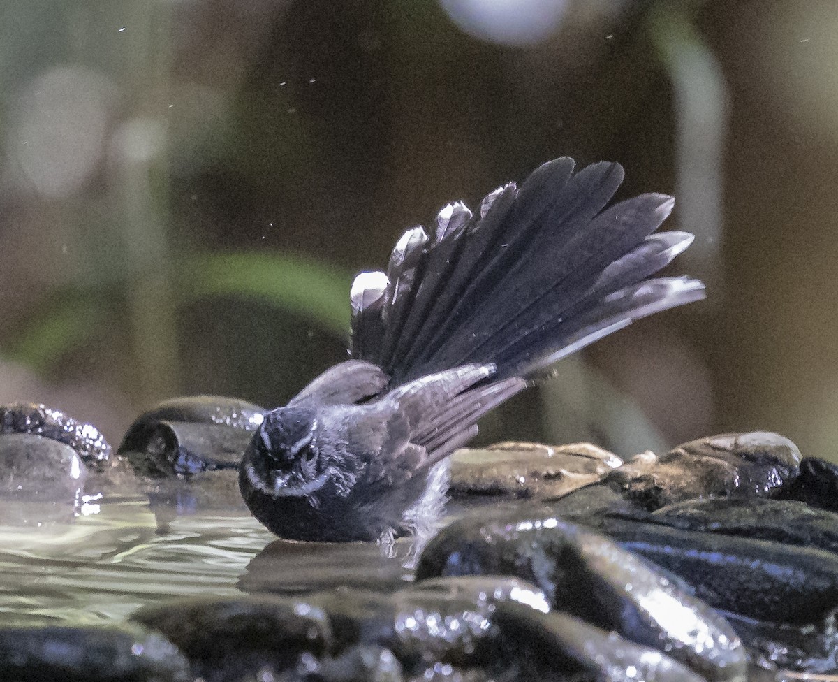 White-throated Fantail - ML612250551
