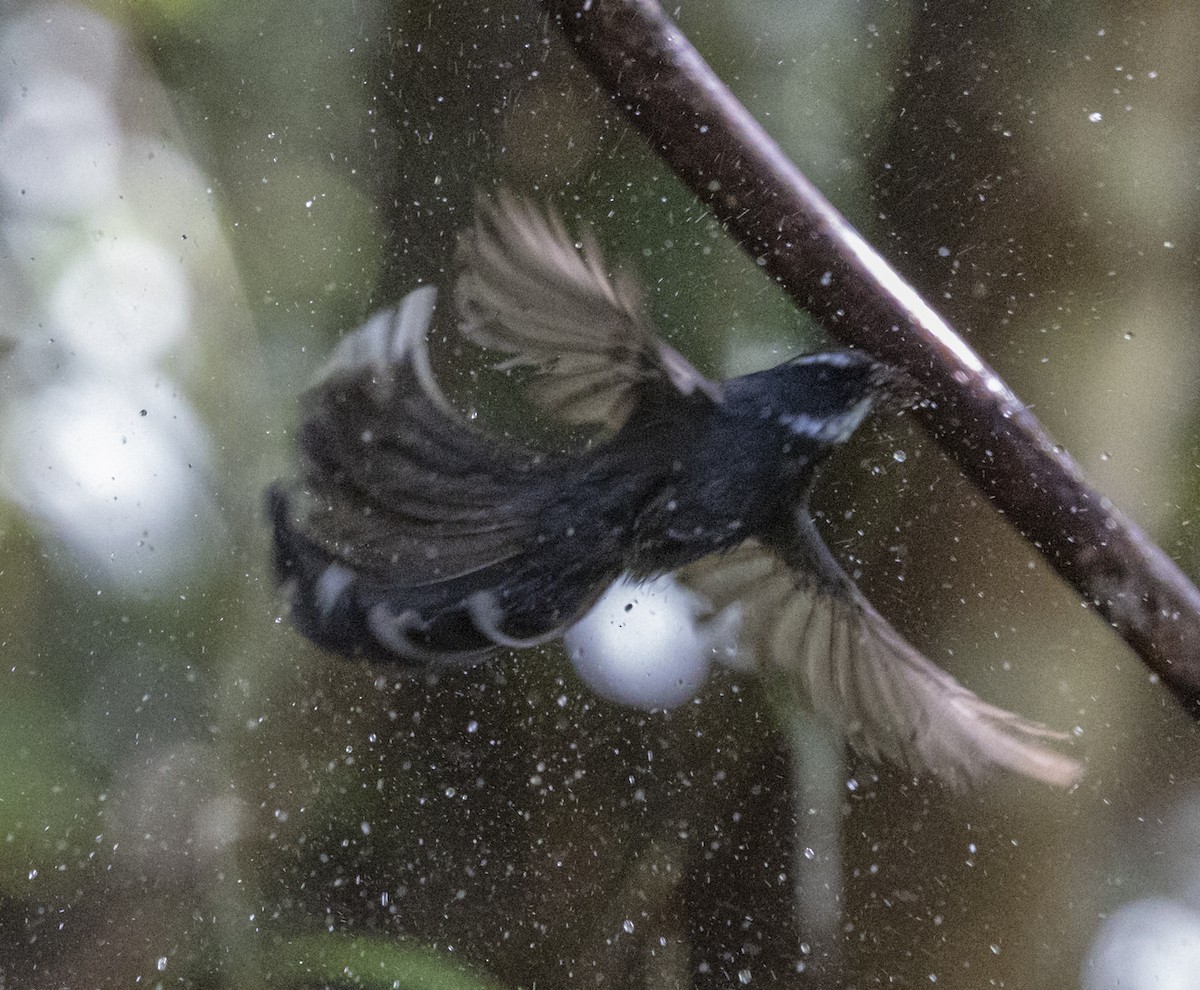 White-throated Fantail - ML612250554