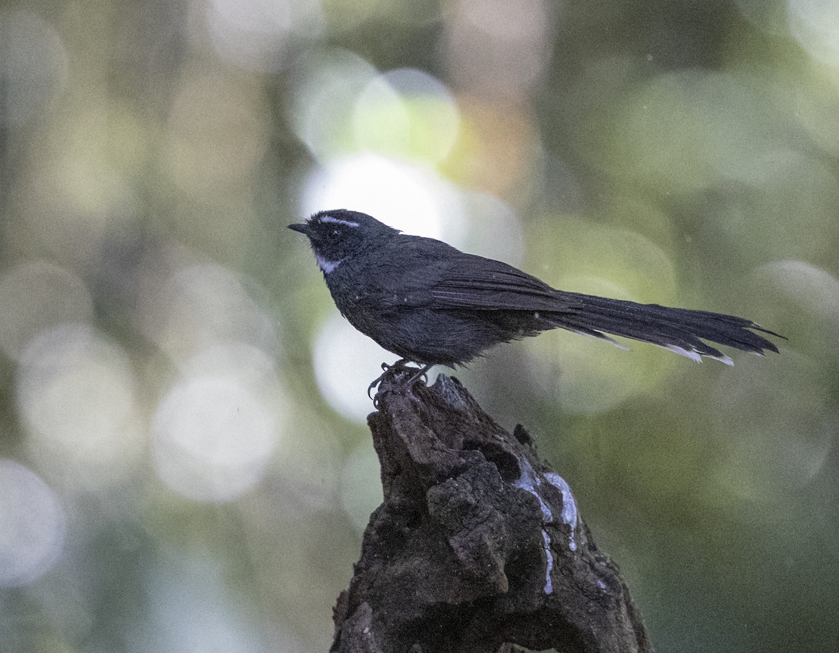White-throated Fantail - ML612250555