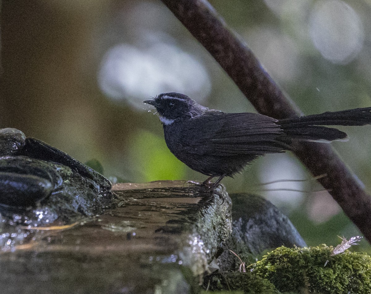 White-throated Fantail - ML612250559