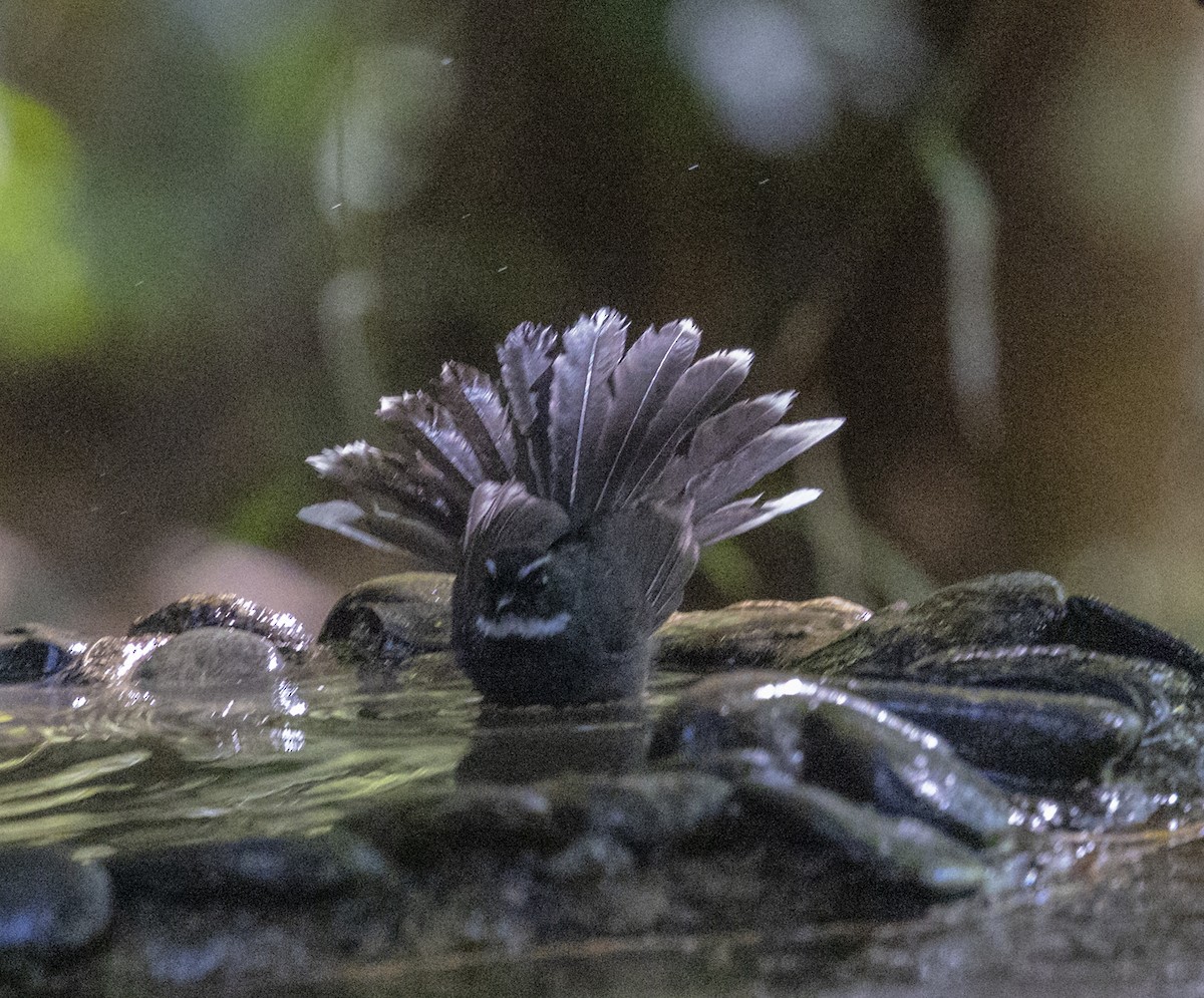 White-throated Fantail - ML612250563