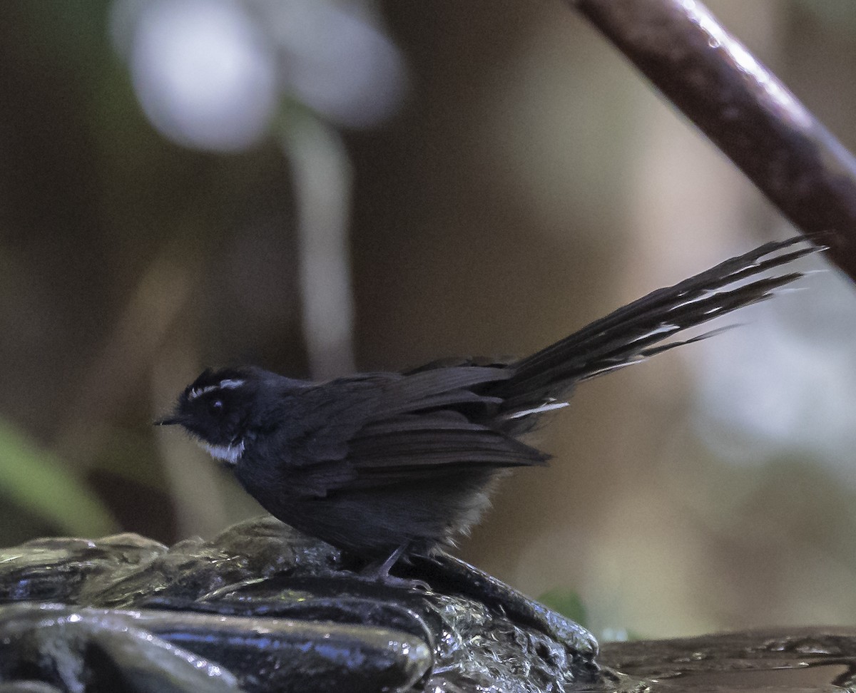 White-throated Fantail - ML612250564