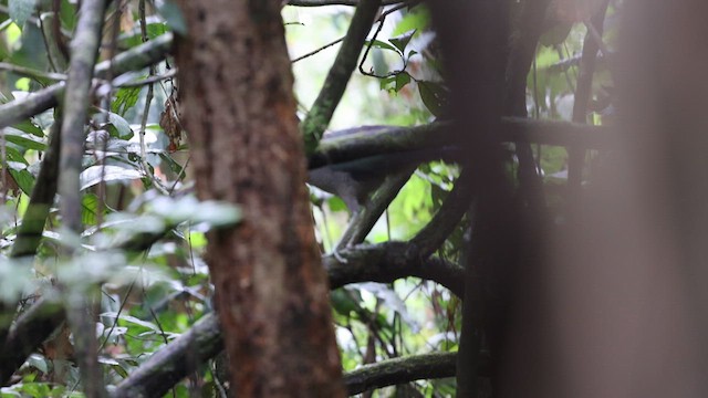 Bornean Ground-Cuckoo - ML612250584