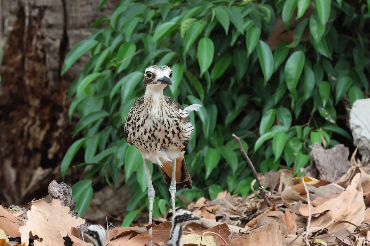 Bush Thick-knee - ML612250588