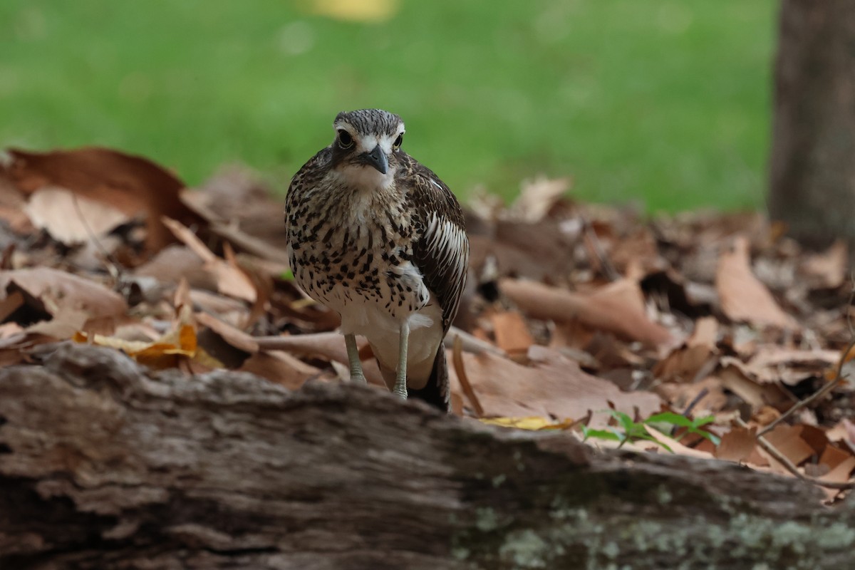 Bush Thick-knee - ML612250589