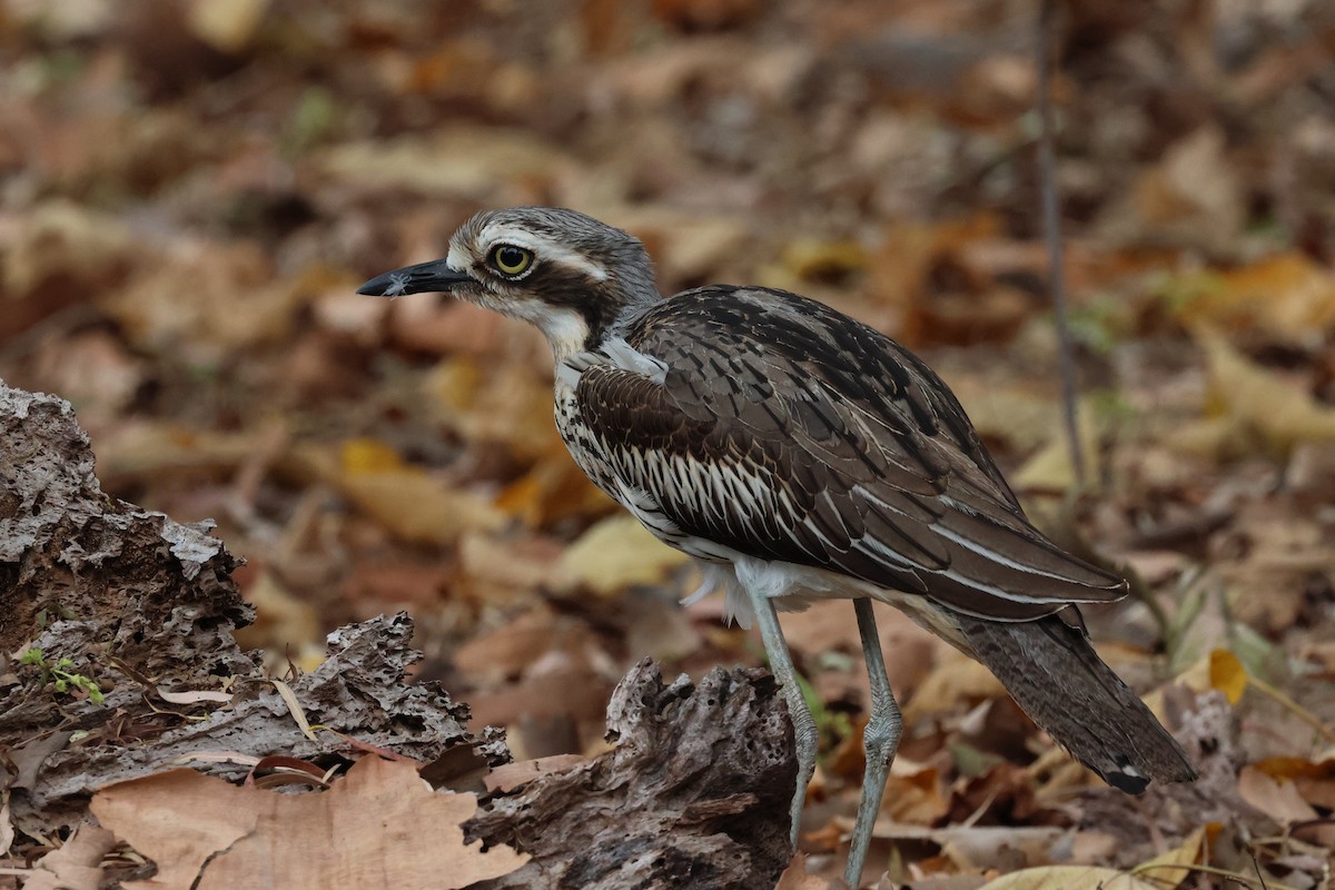 Bush Thick-knee - ML612250590