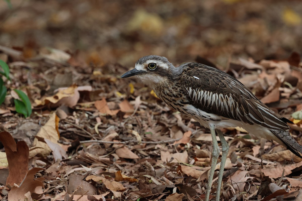 Bush Thick-knee - ML612250594