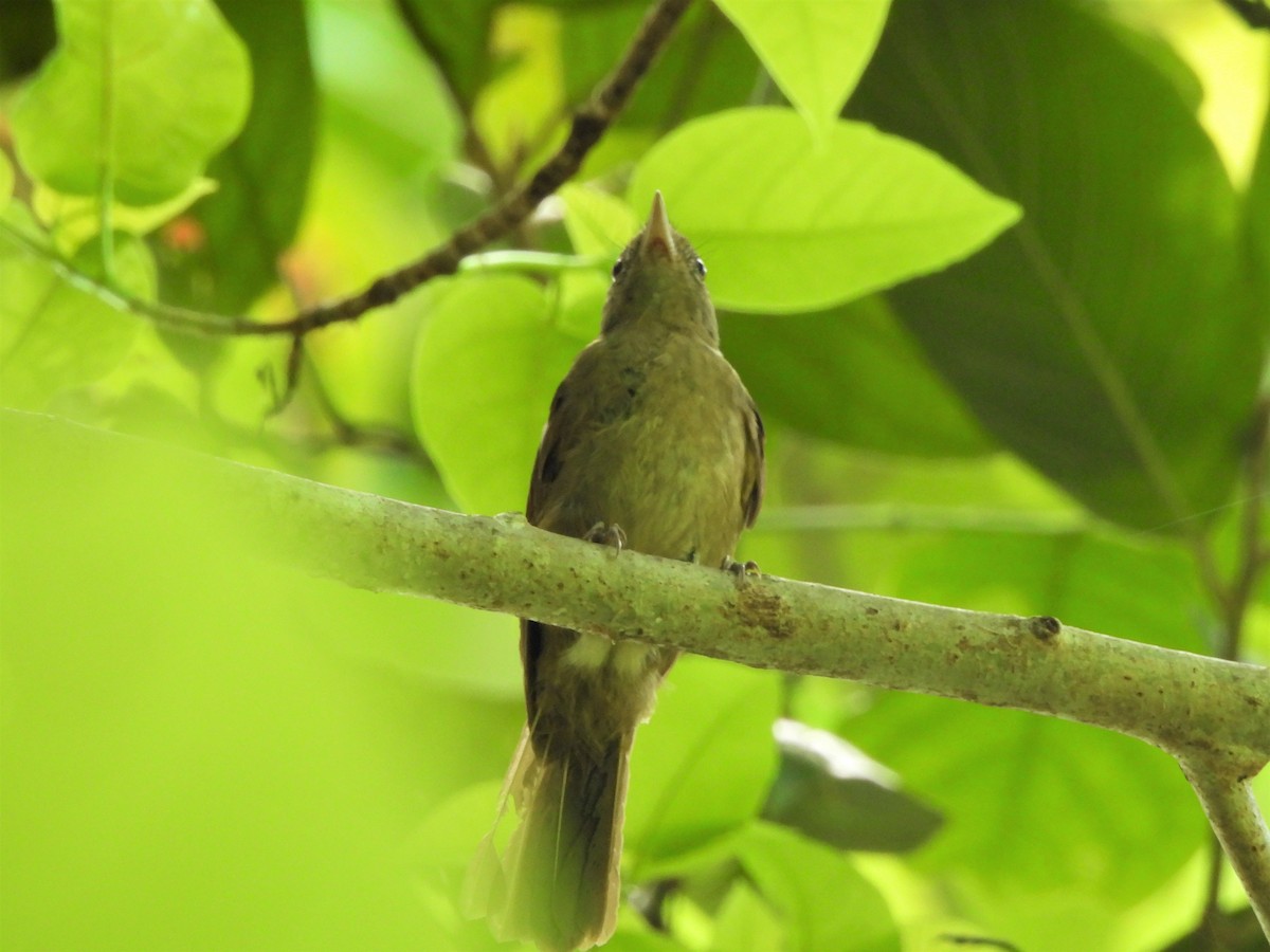 Waigeo Shrikethrush - ML612250627