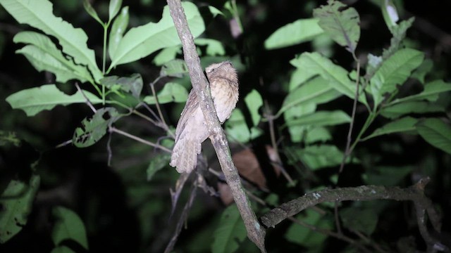 Gould's Frogmouth - ML612250787