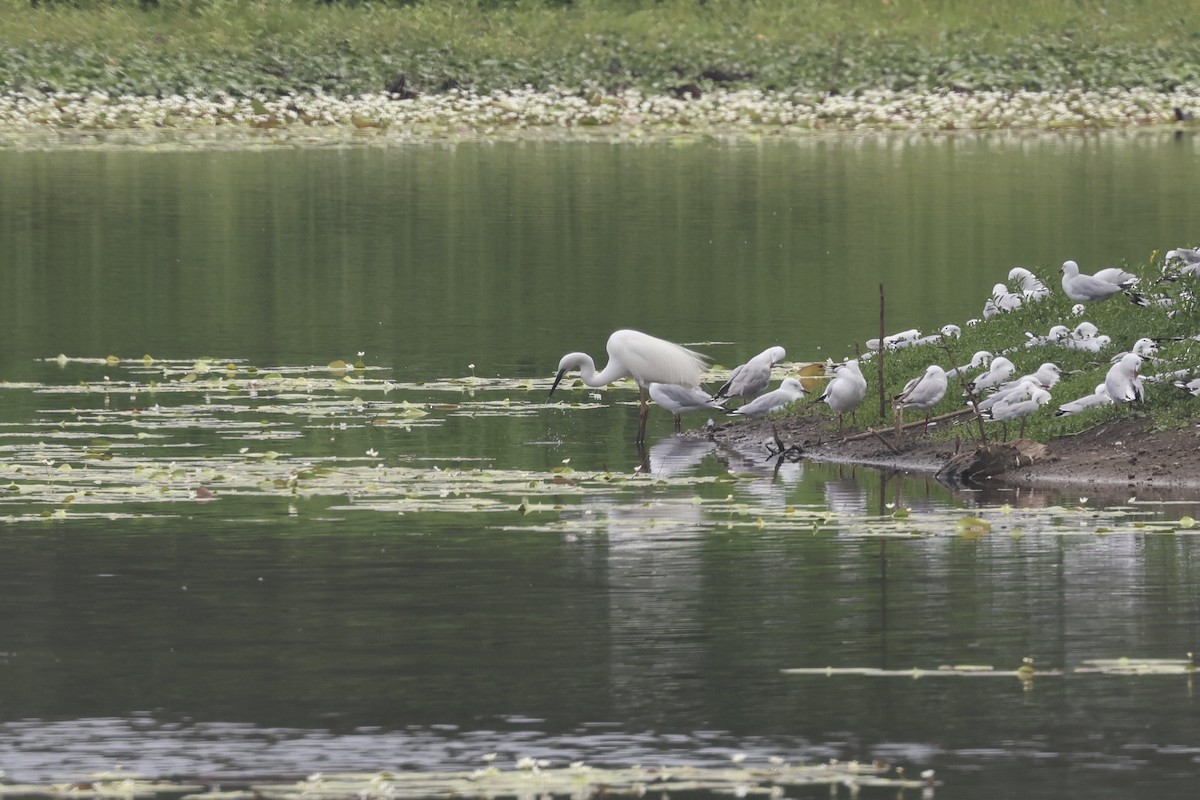 Great Egret - ML612250804