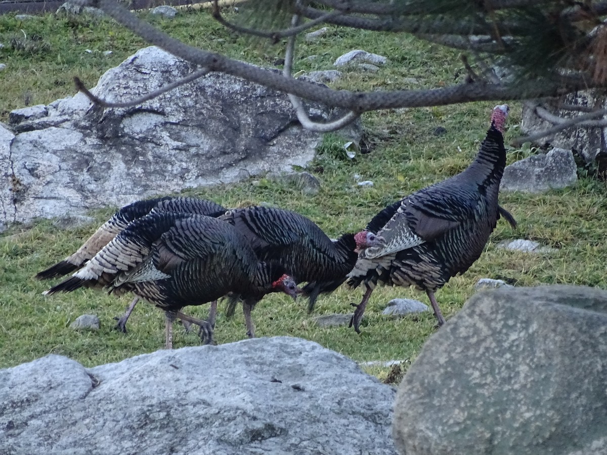 Wild Turkey - ML612250841