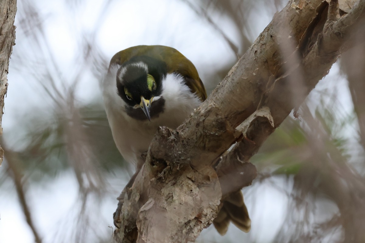 Blue-faced Honeyeater - Dennis Devers