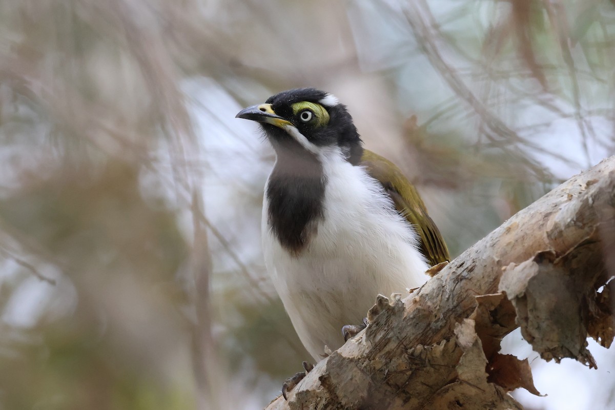 Blue-faced Honeyeater - ML612250893