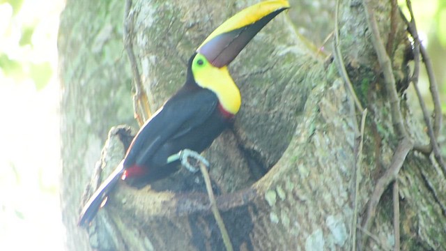 Yellow-throated Toucan - ML612250922