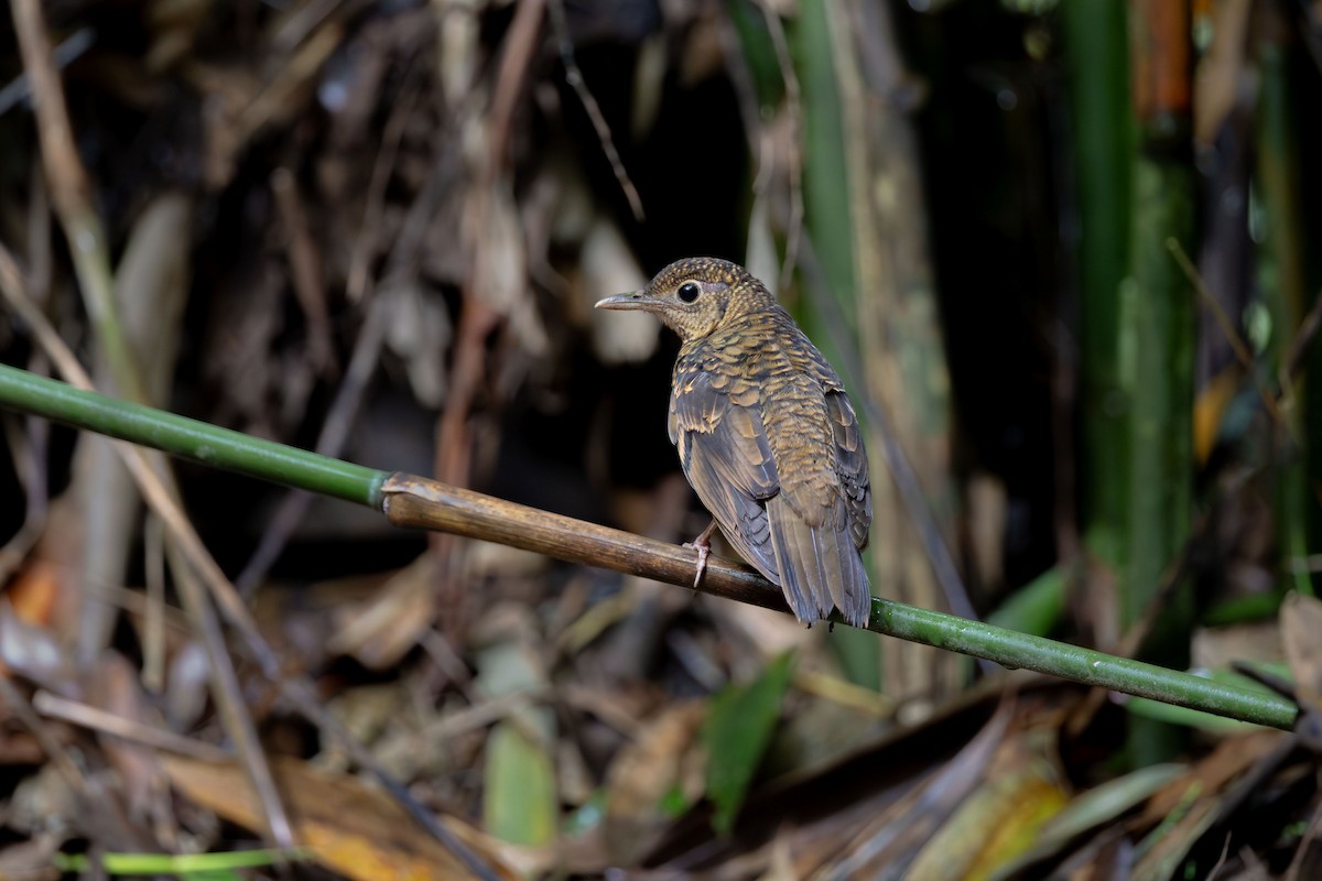 Zorzal de Sri Lanka - ML612250927