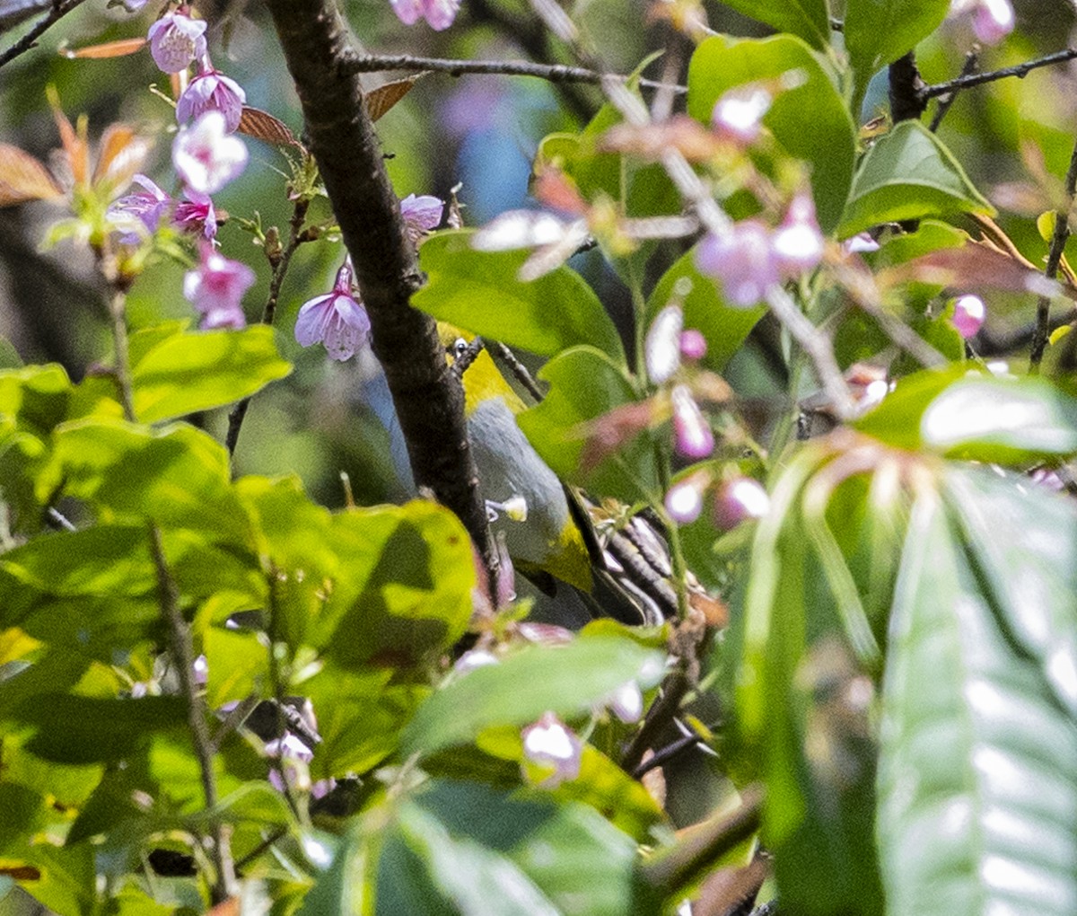 Swinhoe's White-eye - ML612250941