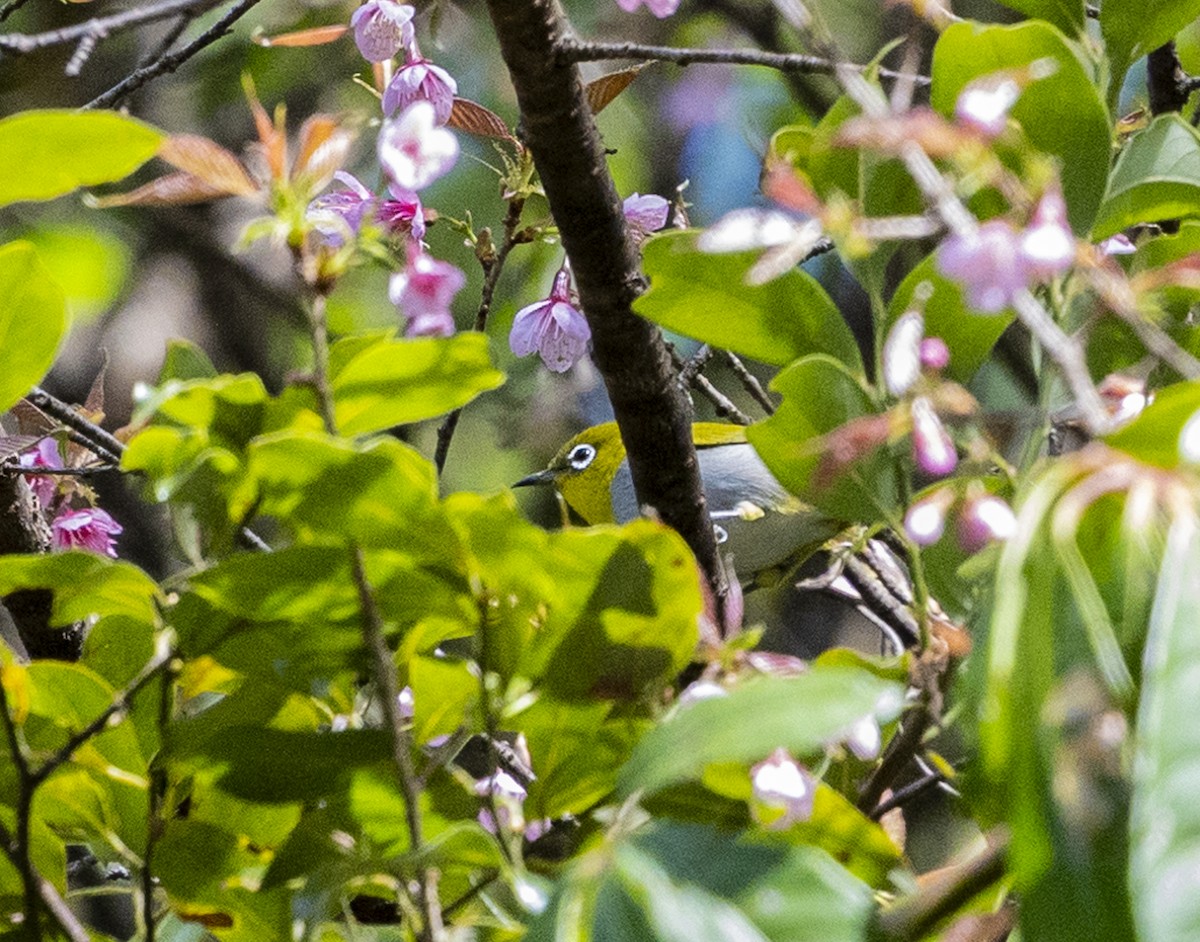 Swinhoe's White-eye - ML612250956