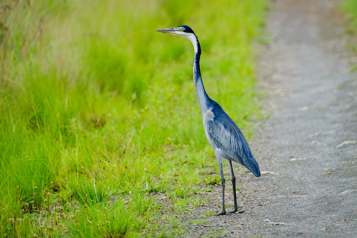 Black-headed Heron - ML612250960