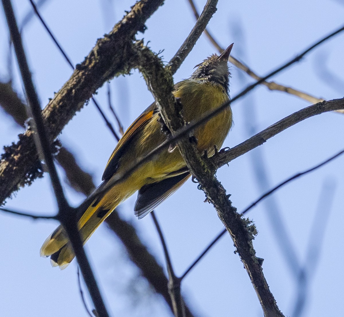 Chestnut-tailed Minla - ML612251028