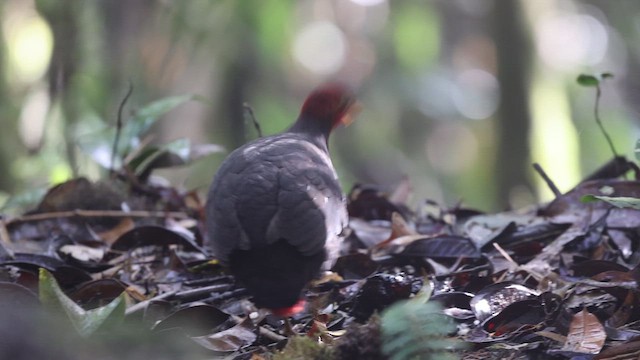 Crimson-headed Partridge - ML612251065