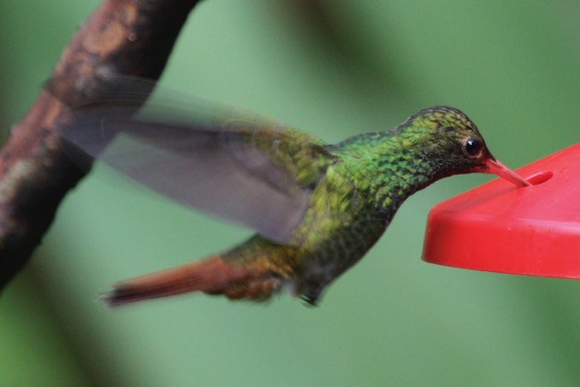Rufous-tailed Hummingbird - ML612251111