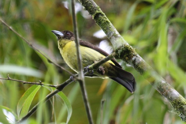 Flame-rumped Tanager - ML612251136