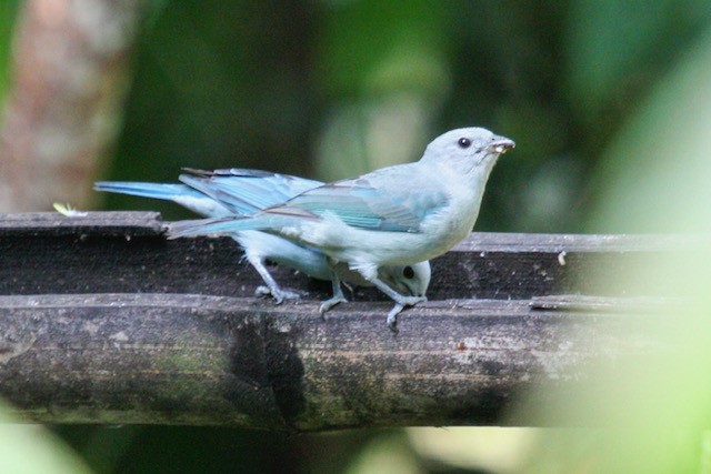 Blue-gray Tanager - ML612251140